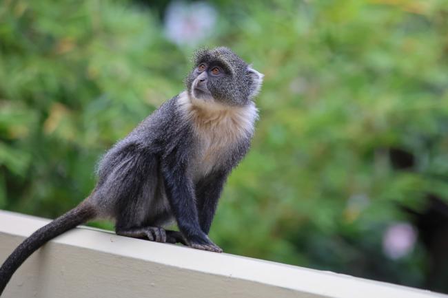 monkey 