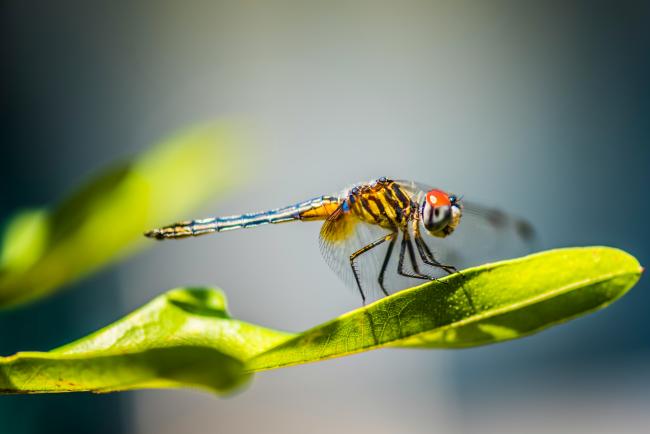Dragonfly