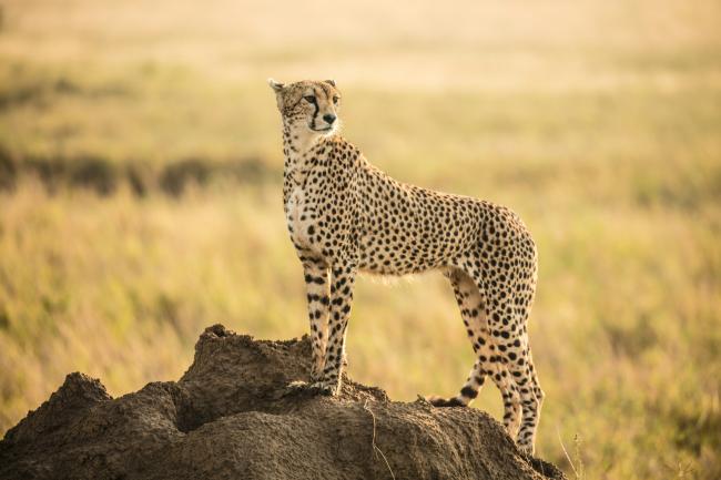 CITES COP20