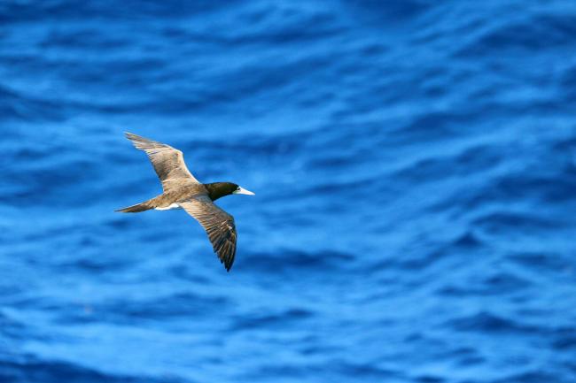 Brown booby in Haiti