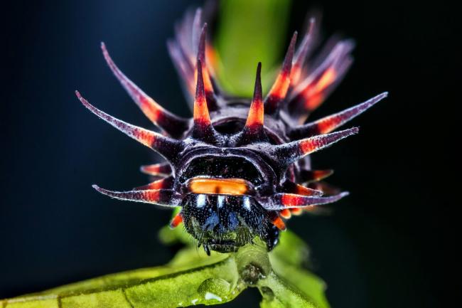 Cairns Birdwing Butterfly caterpillar