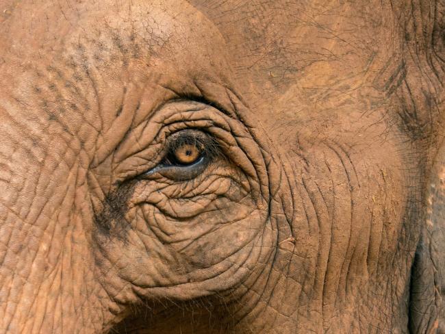 Elephant eye