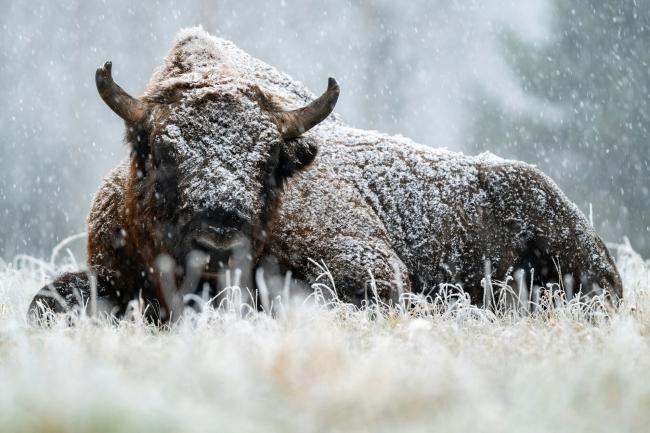 European bison