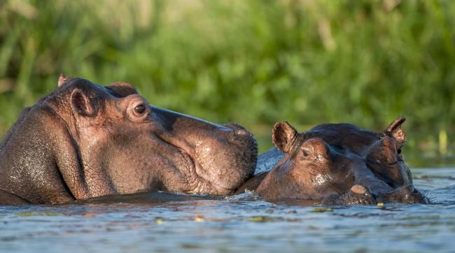 Hippos