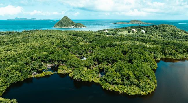 Mangroves in Grenada