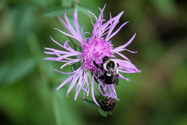 Bumble bee
