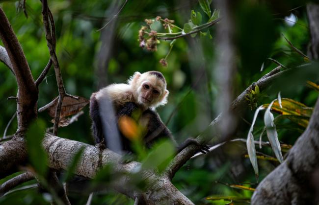 White-faced capuchin monkey