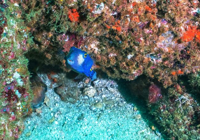 Blue and white fish on coral reef