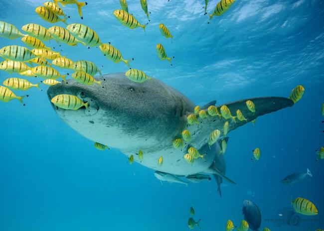 Large shark swims with a school of yellow fish