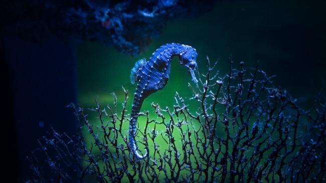 Seahorse