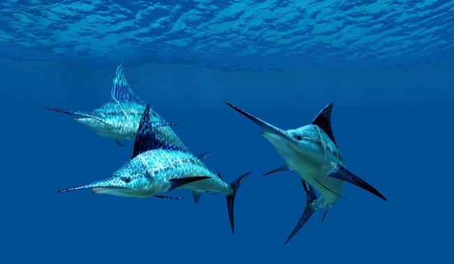 Blue marlin