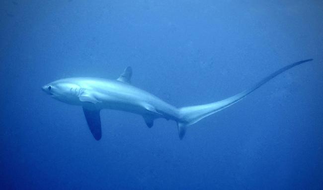 Thresher  Shark