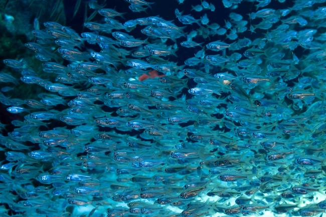 Fishes