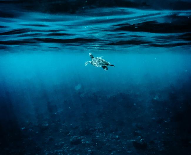 A Sea Turtle surfacing to breathe