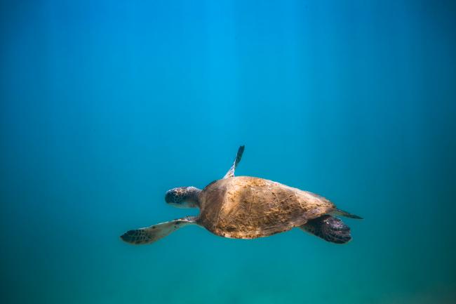 Sea turtle from Arraial do Cabo, RJ, Brasil