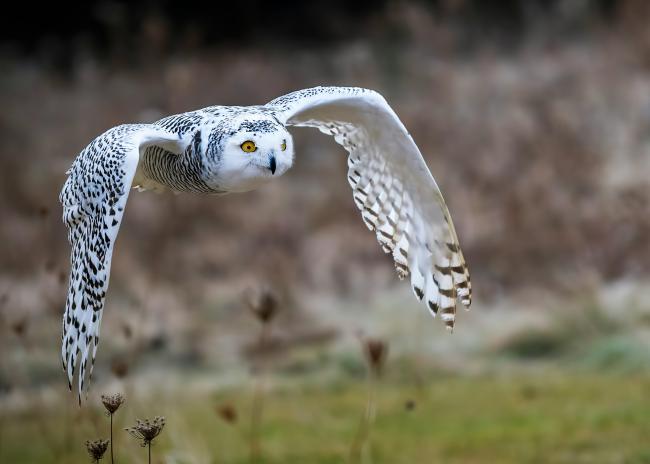 White owl flying over a lush green field