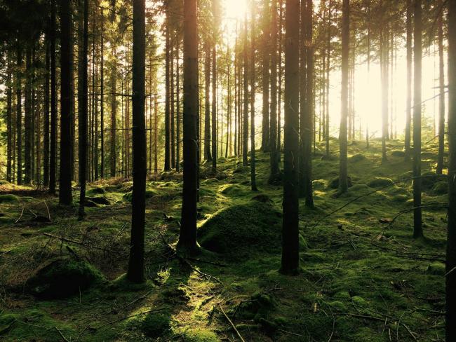 Green pine trees