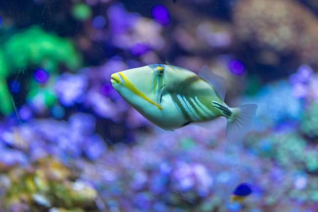 A picasso triggerfish swims in a colorful coral reef