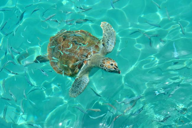 Sea turtle swims