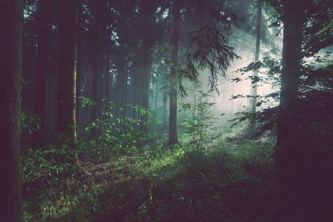 Unsplash | Sebastian Unrau 