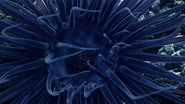 00Fr24_ex1603-anemone