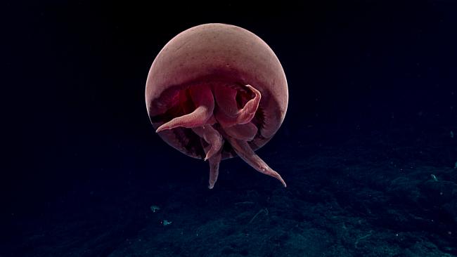 02Di28_dive05-big-red-jelly