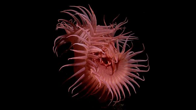 05Fr31_dive12-flytrap