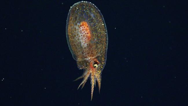 F01-Octopus_Japatella