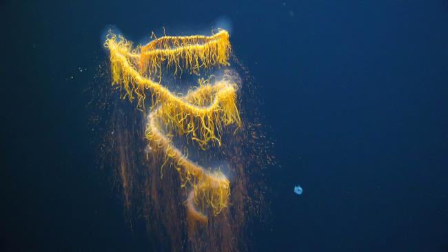 Galaxy_Siphonophore