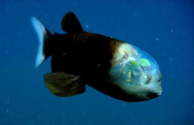 Macropinna_microstoma_01_Bareleye Fish
