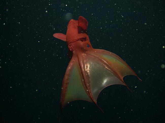 Vampyroteuthis_infernalis_T682_01