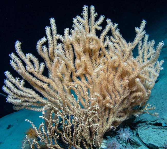 dive15-bamboo-coral-hires