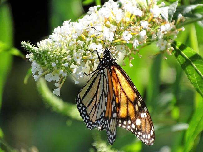 Monarch