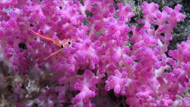 pink_coral_Deepsea