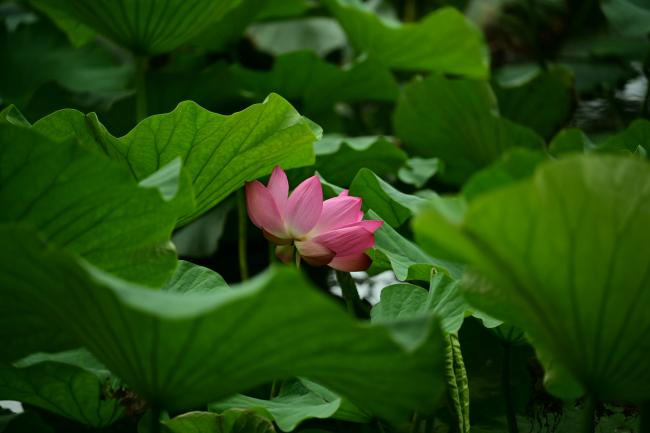 Pink lotus flower peeking through green lily pads