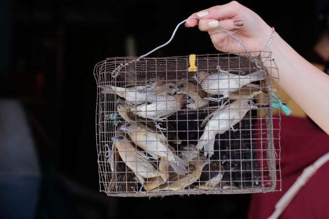 Cage with birds