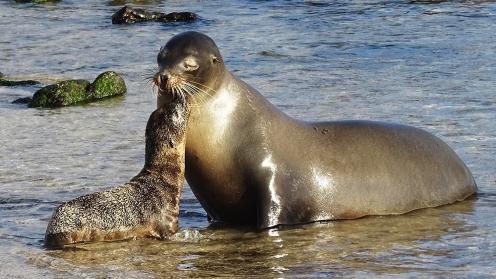 Sea lions from the island of San Cristobal, Galapagos, Ecuador (photo courtesy of Pam Chasek)