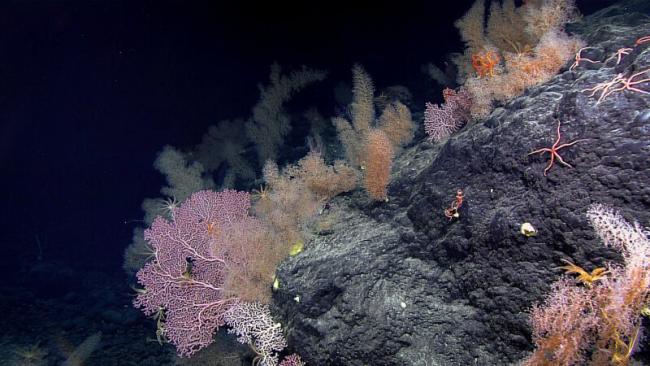 A garden of corals at a depth of 2,465 meters at the Sibelius Seamount